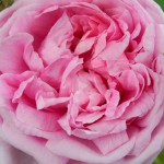 Edith - Blog Foto Pink-Grün Rose bildebank