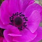 Edith - Violett Rotlichannemone-1412382_1280